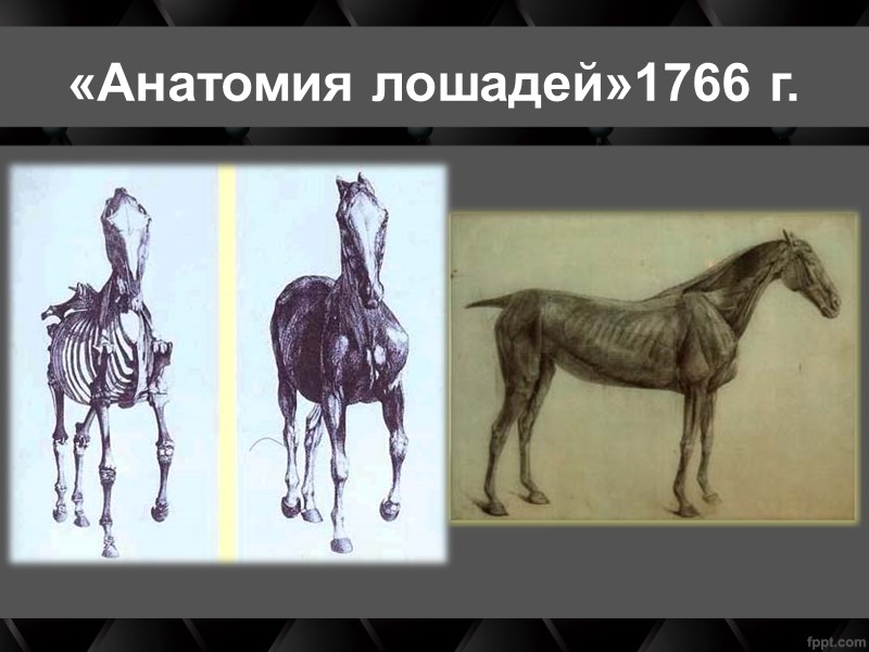 «Анатомия лошадей»1766 г.